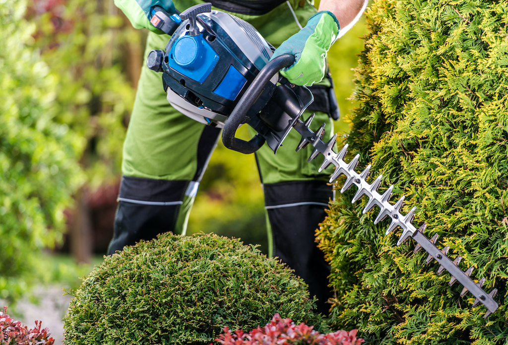 Thujas Green Wall Shaping with Hedge Trimmer Thujas Green Wall Shaping with Hedge Trimmer